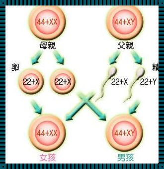 卵子排出后容易生男孩：揭开神秘面纱